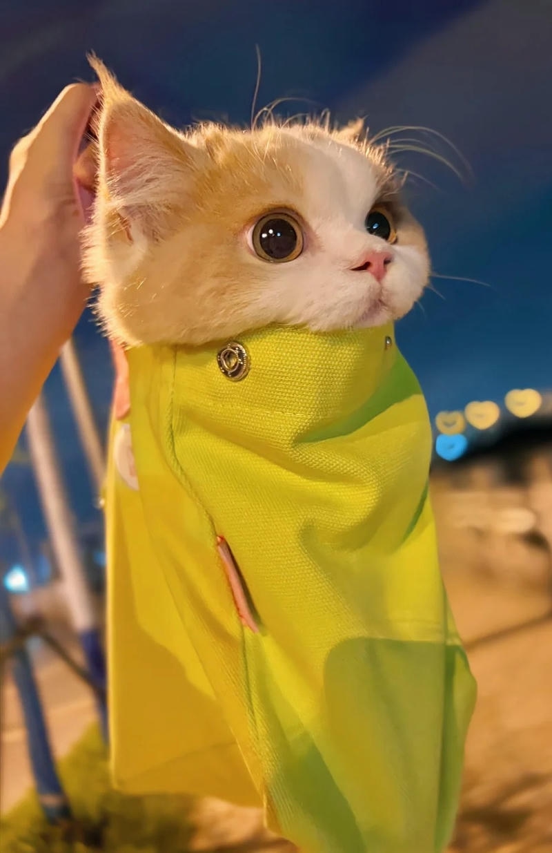 Ảnh mèo ngầu dễ thương, biểu cảm hài hước