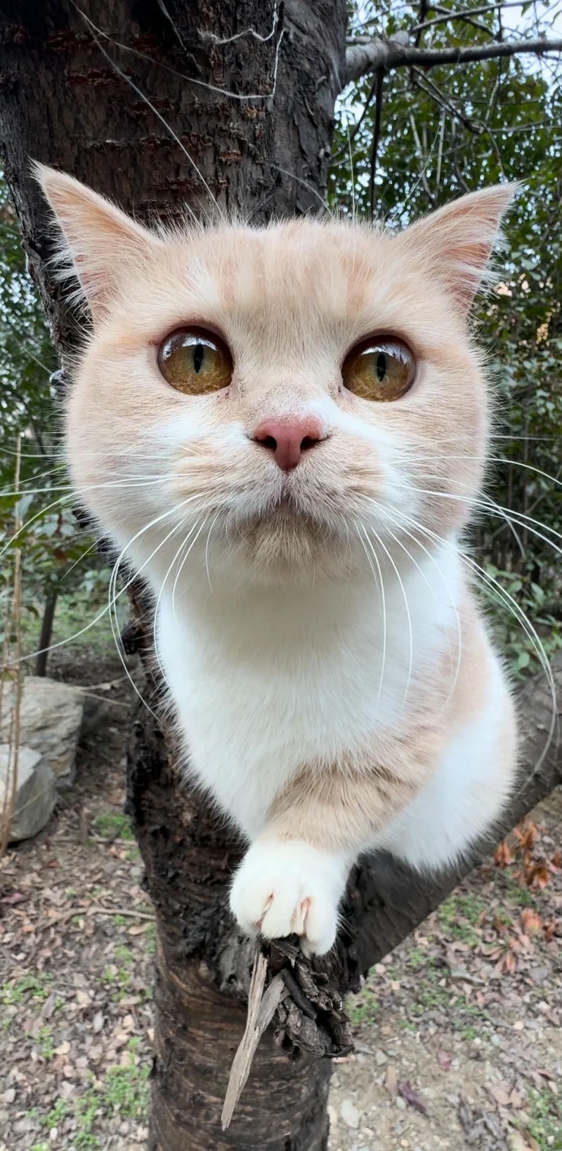 Ảnh mèo ngầu dễ thương