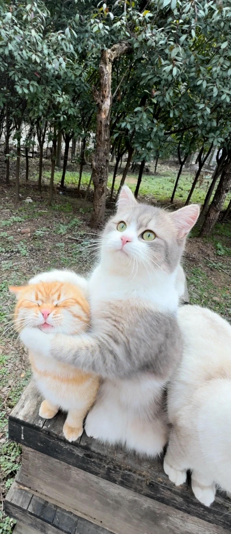 Chú mèo cute với biểu cảm dễ thương.