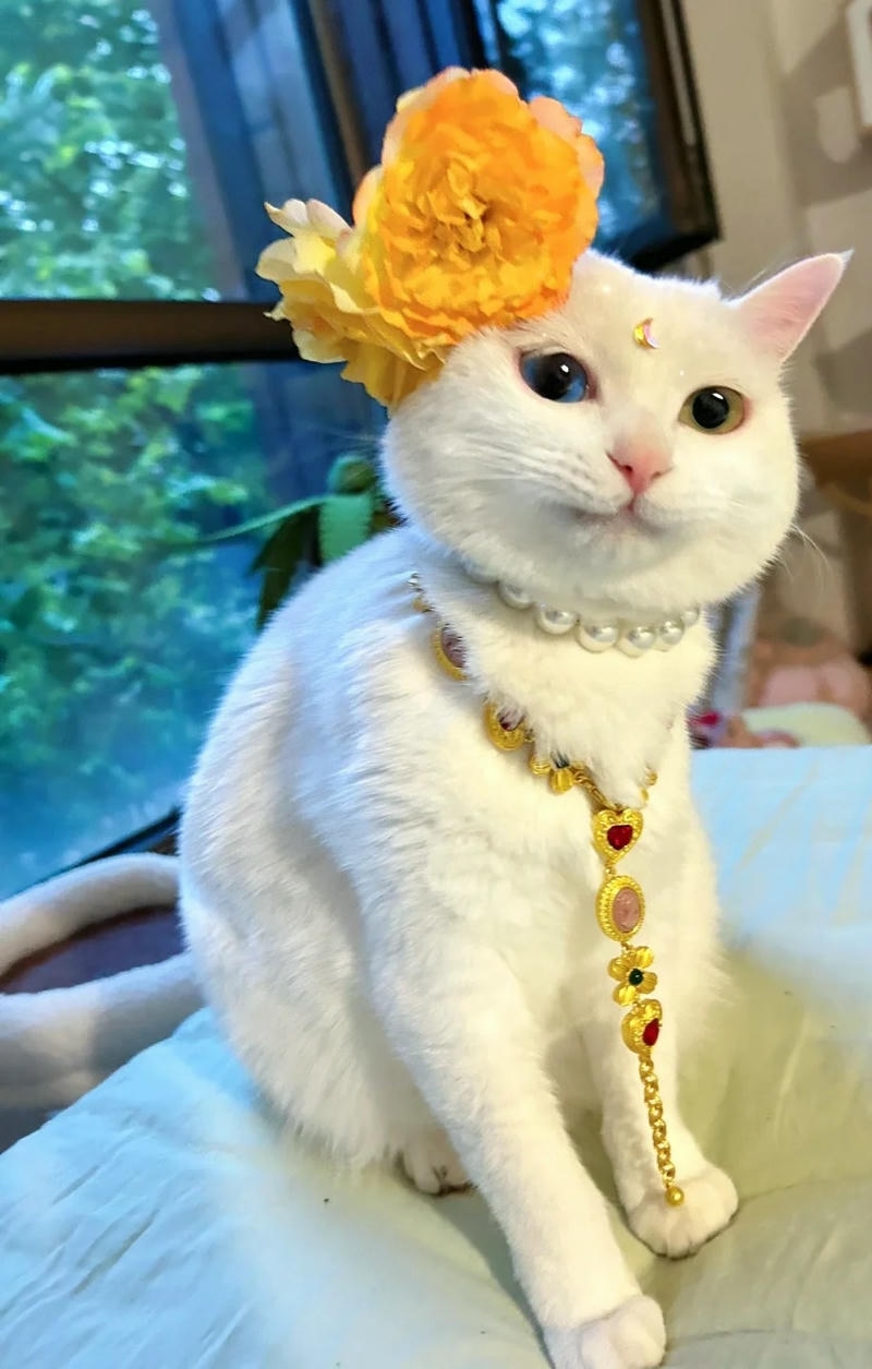 Ảnh mèo ngầu với biểu cảm dễ thương, đáng yêu