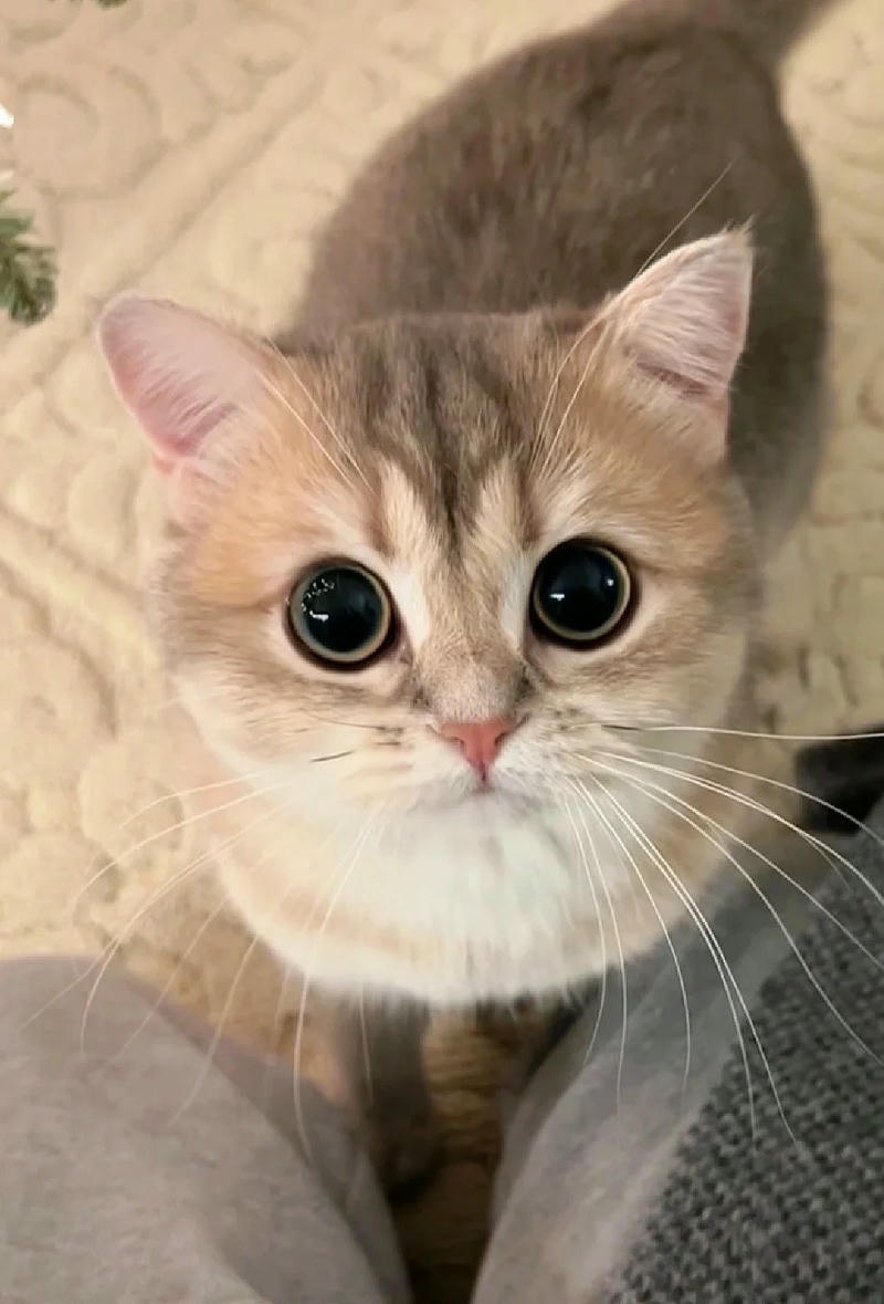 Ảnh mèo ngầu với bộ lông đen tuyền và ánh mắt sắc sảo, thể hiện sự oai phong và mạnh mẽ.