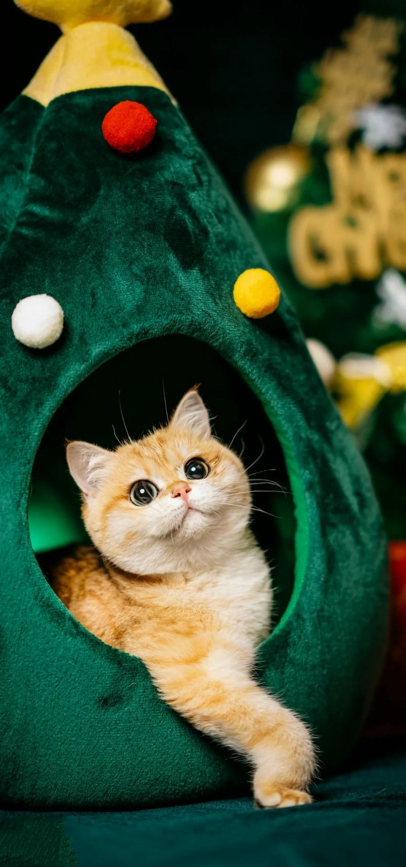 Ảnh mèo ngầu dễ thương