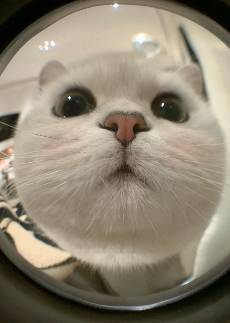 Ảnh mèo ngầu với biểu cảm lạnh lùng và ánh mắt sắc bén