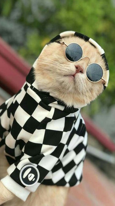 Ảnh mèo ngầu chất lừ