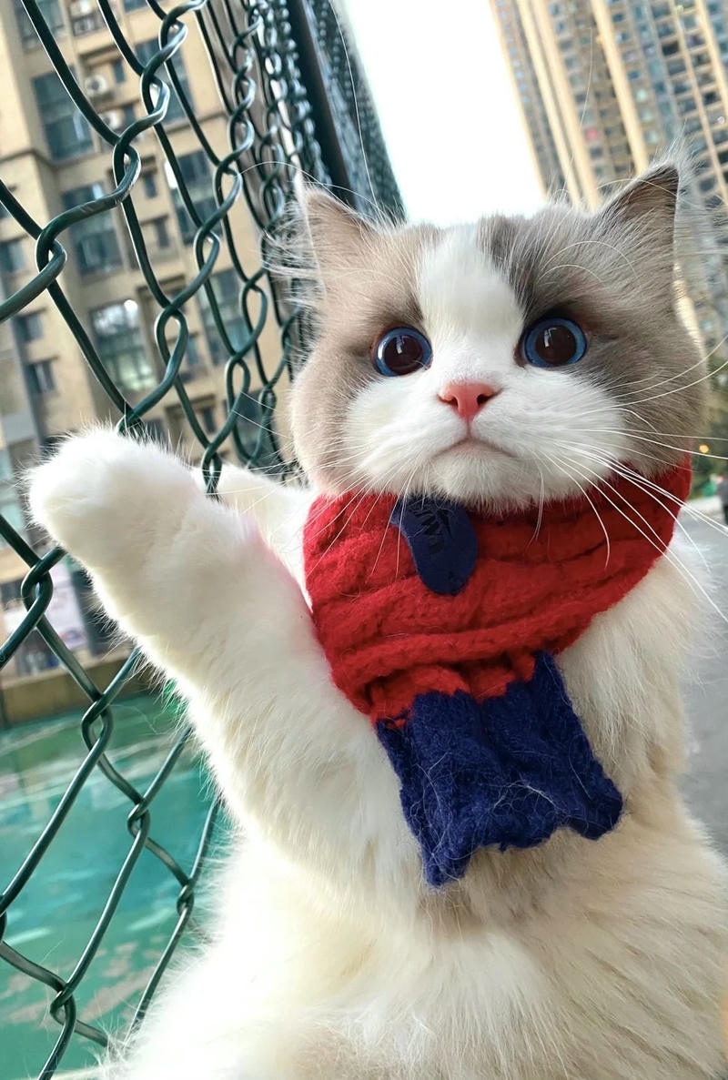 Ảnh mèo ngầu​ dễ thương trên máy tính