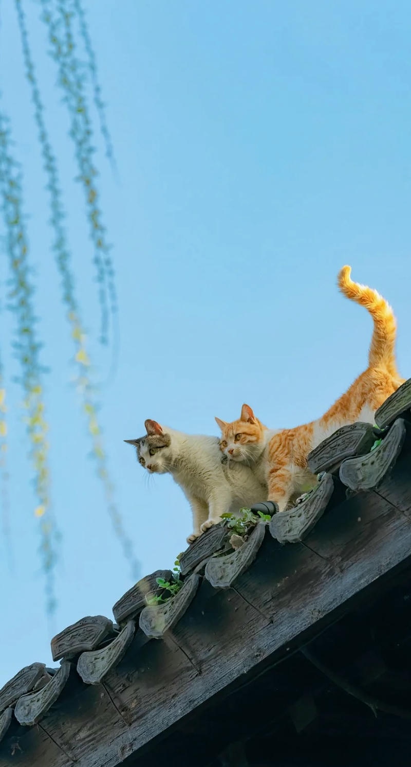 Ảnh mèo ngầu với thần thái cuốn hút