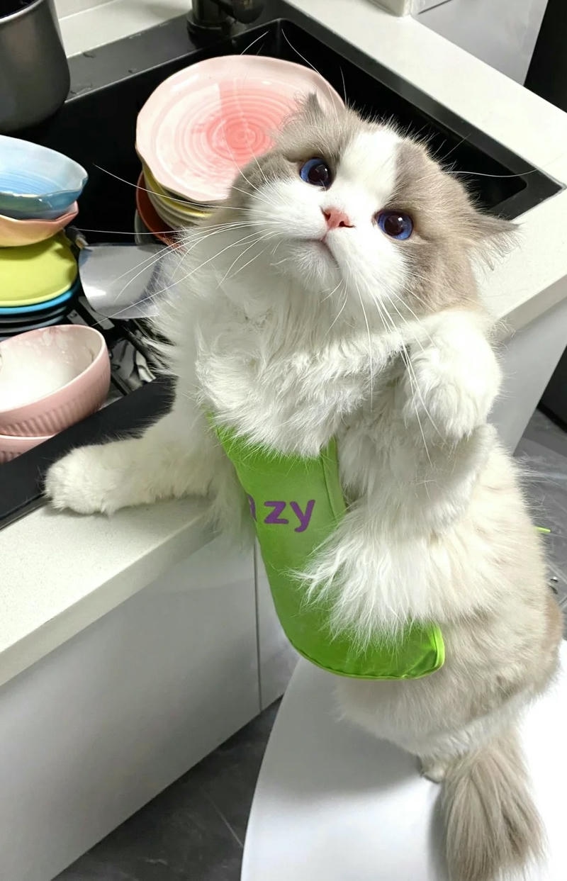 Ảnh mèo ngầu dễ thương, đáng yêu