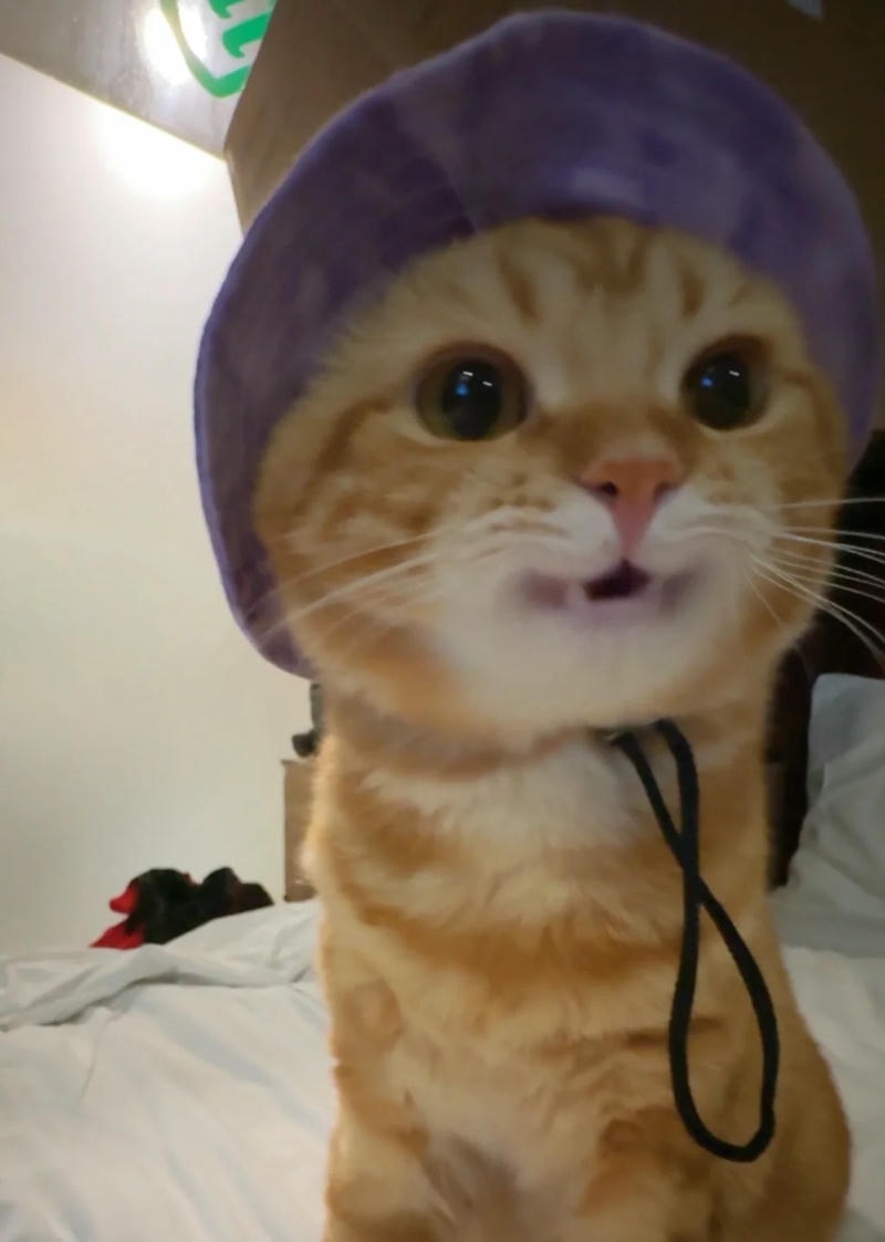 Ảnh mèo ngầu dễ thương, biểu cảm ngộ nghĩnh