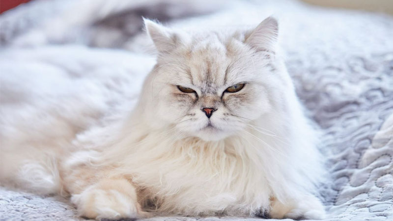 Một ảnh mèo ngầu thể hiện sự cool ngầu