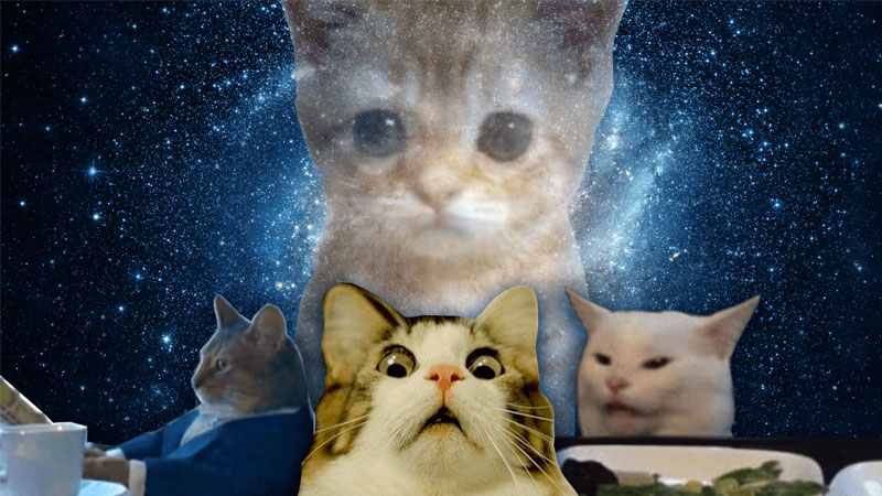 Hình ảnh ảnh mèo ngầu với thần thái cuốn hút