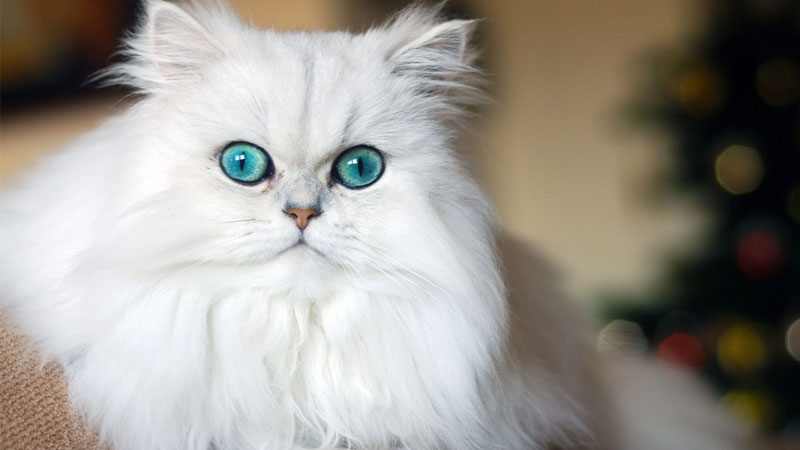 Ảnh mèo ngầu cực chất, thể hiện sự cool ngầu