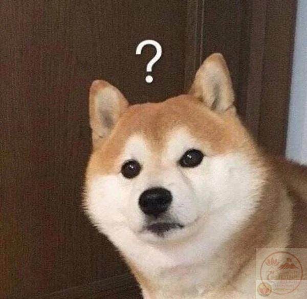 meme người ngơ ngác kèm dấu hỏi