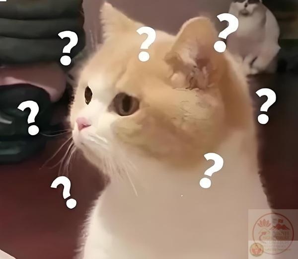 Meme dấu hỏi viral