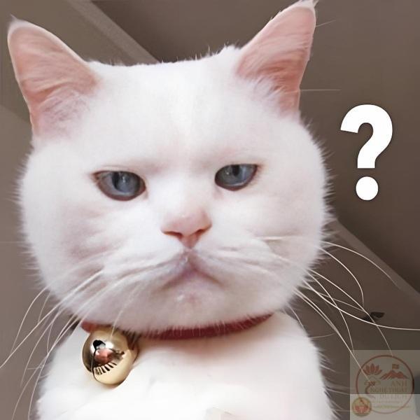 Meme hỏi gây cười