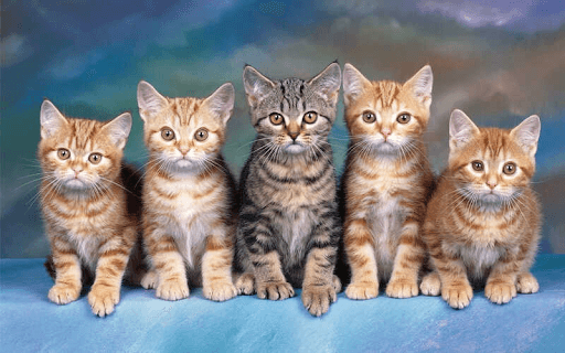 Độ tuổi của mèo có thể ảnh hưởng đến giấc ngủ của mèo