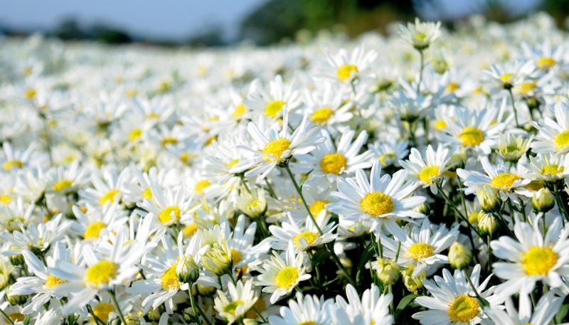 hình nền hoa cúc trắng đẹp