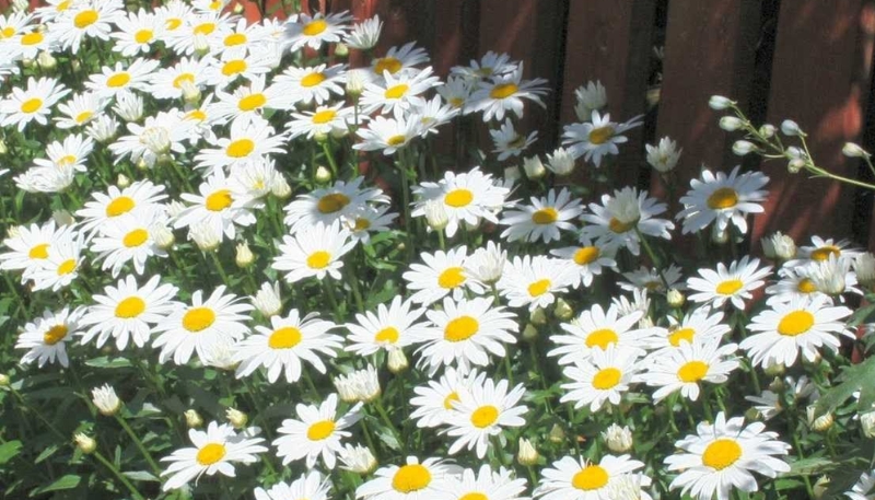 hình nền hoa cúc họa mi cho máy tính