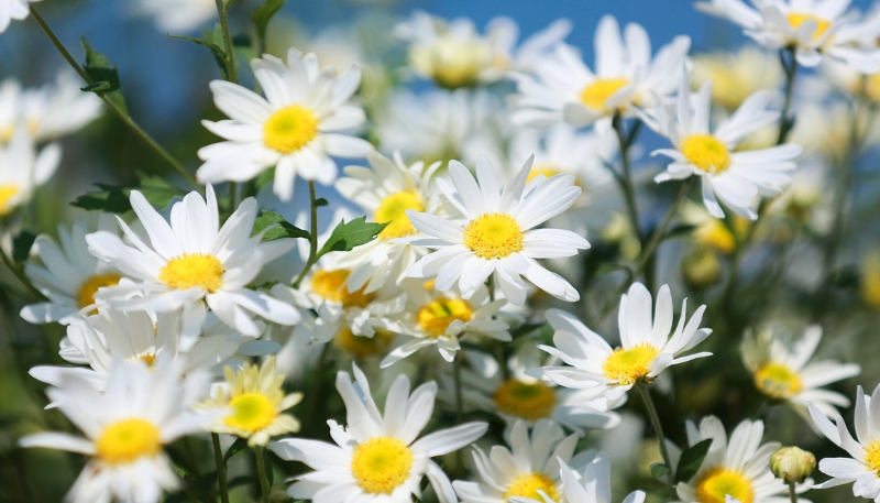 hình nền hoa cúc họa mi đẹp