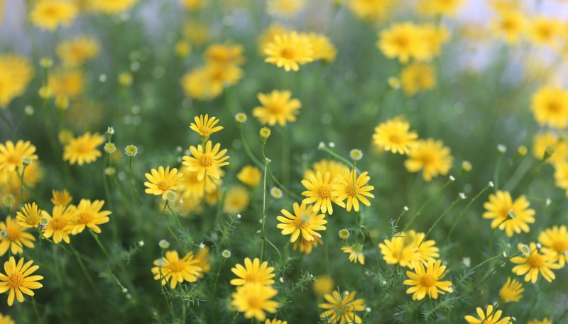 hình nền hoa cúc trắng