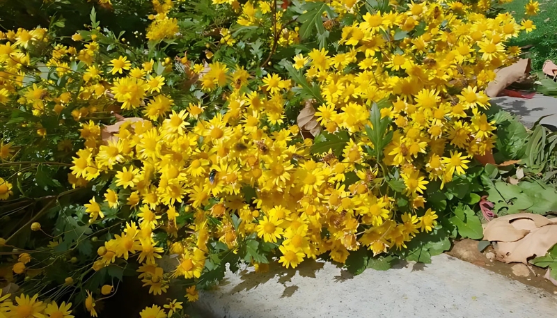 hình nền hoa cúc vàng