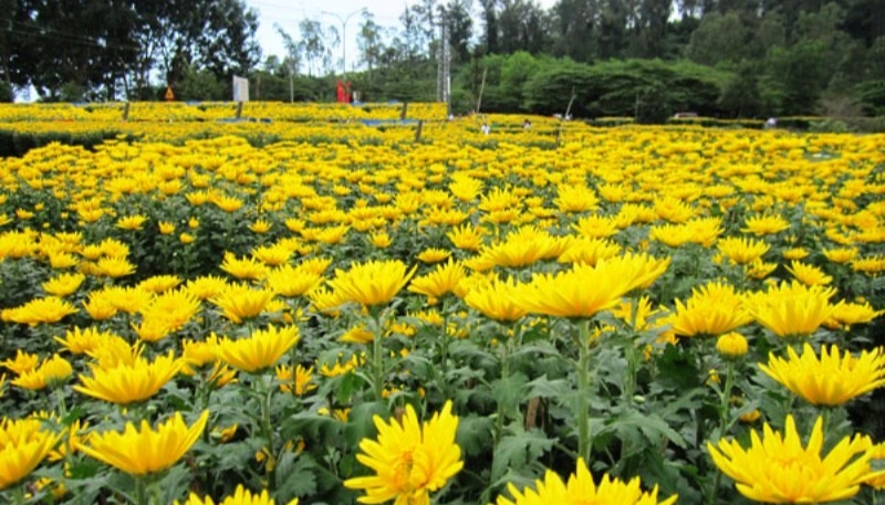 hình ảnh hoa cúc vàng buồn