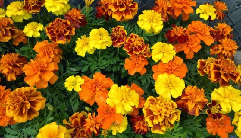 hình nền hoa cúc vàng