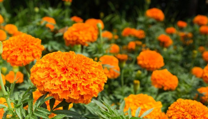 hình nền hoa cúc vạn thọ cute