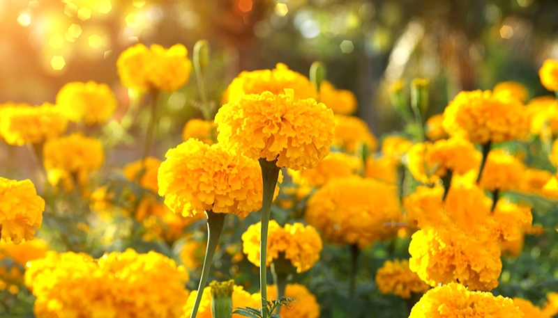 hình ảnh hoa cúc vạn thọ siêu đẹp