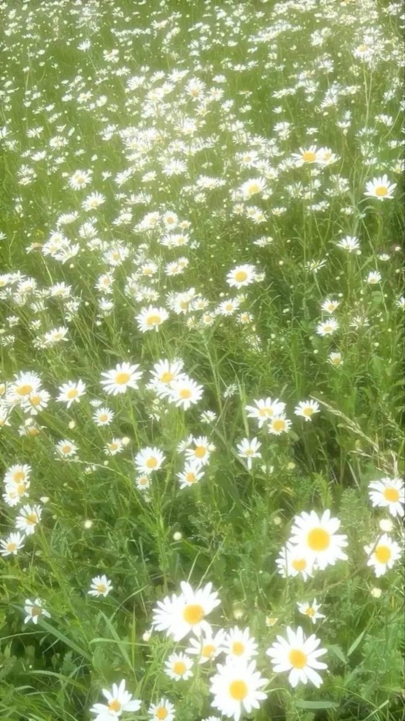 hình nền hoa cúc dại