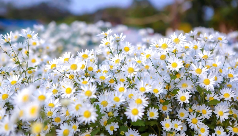 hình ảnh hoa cúc đẹp nhất thế giới