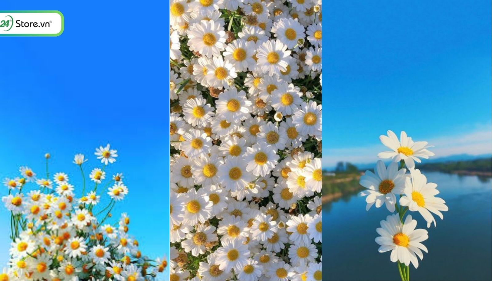 hình nền hoa cúc