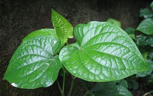 Sử dụng lá lốt để giảm đau lưng