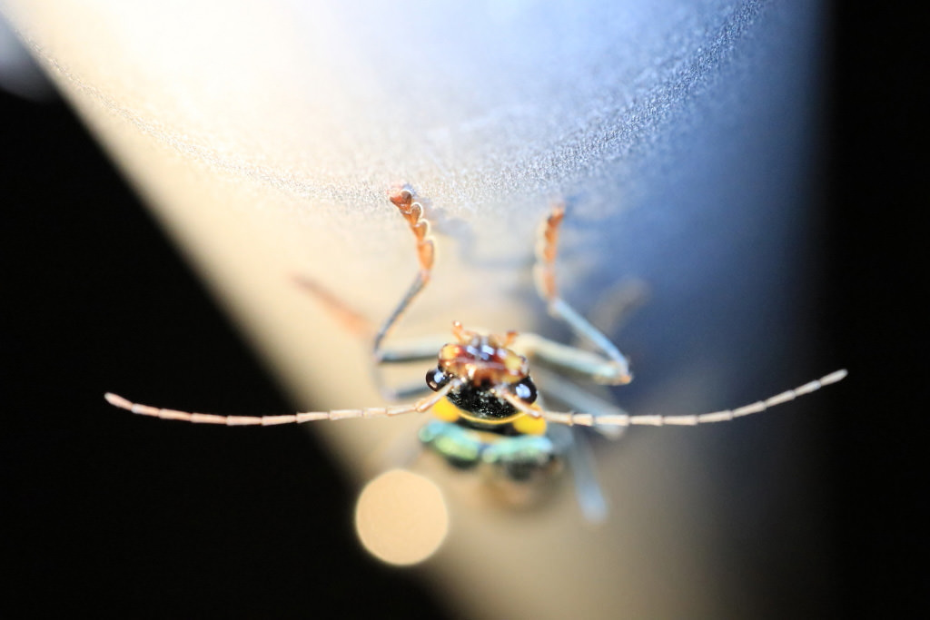 Chụp ảnh macro, chụp bằng EOS M6