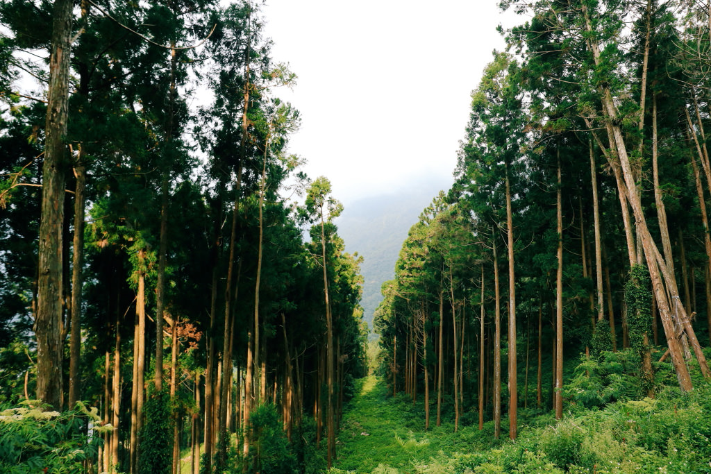 Hành lang cây, chụp bằng EOS M6