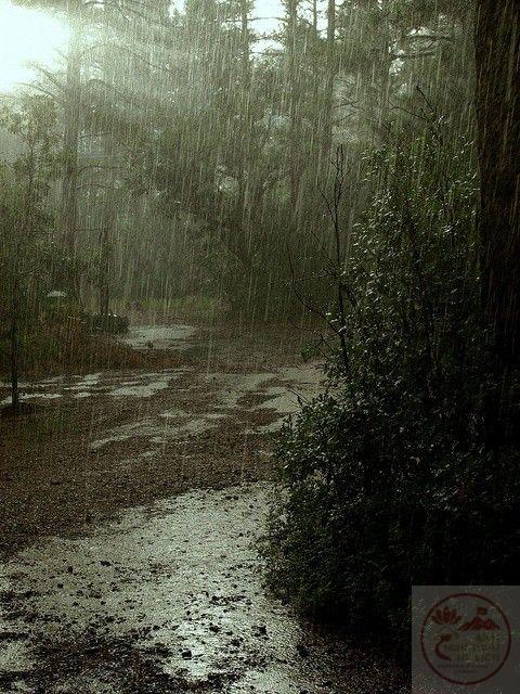 Cảnh rừng mưa làm tâm trí như được gột rửa khỏi mọi muộn phiền