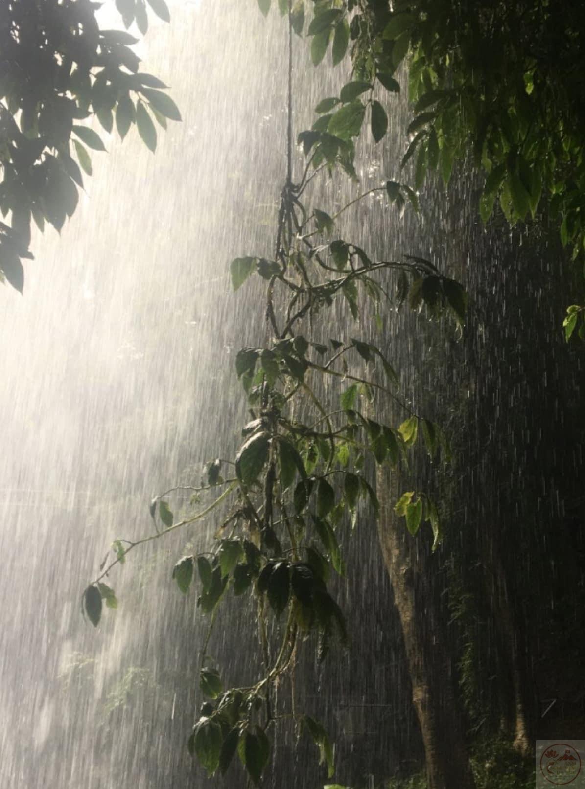 Mưa rừng khơi dậy sự yên tĩnh và cảm giác hòa mình vào thiên nhiên