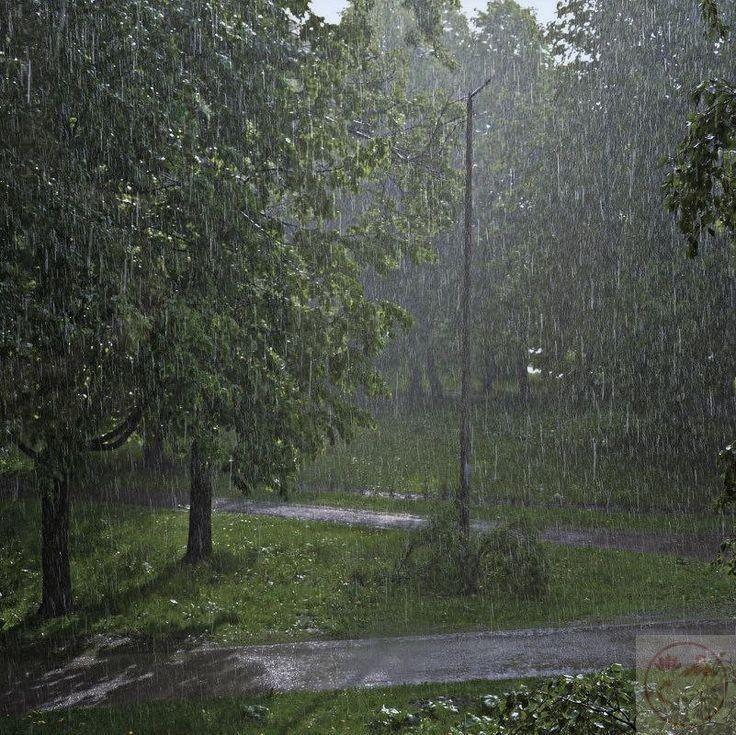 Mưa rừng mang lại sự hòa hợp giữa con người và thiên nhiên hoang dã