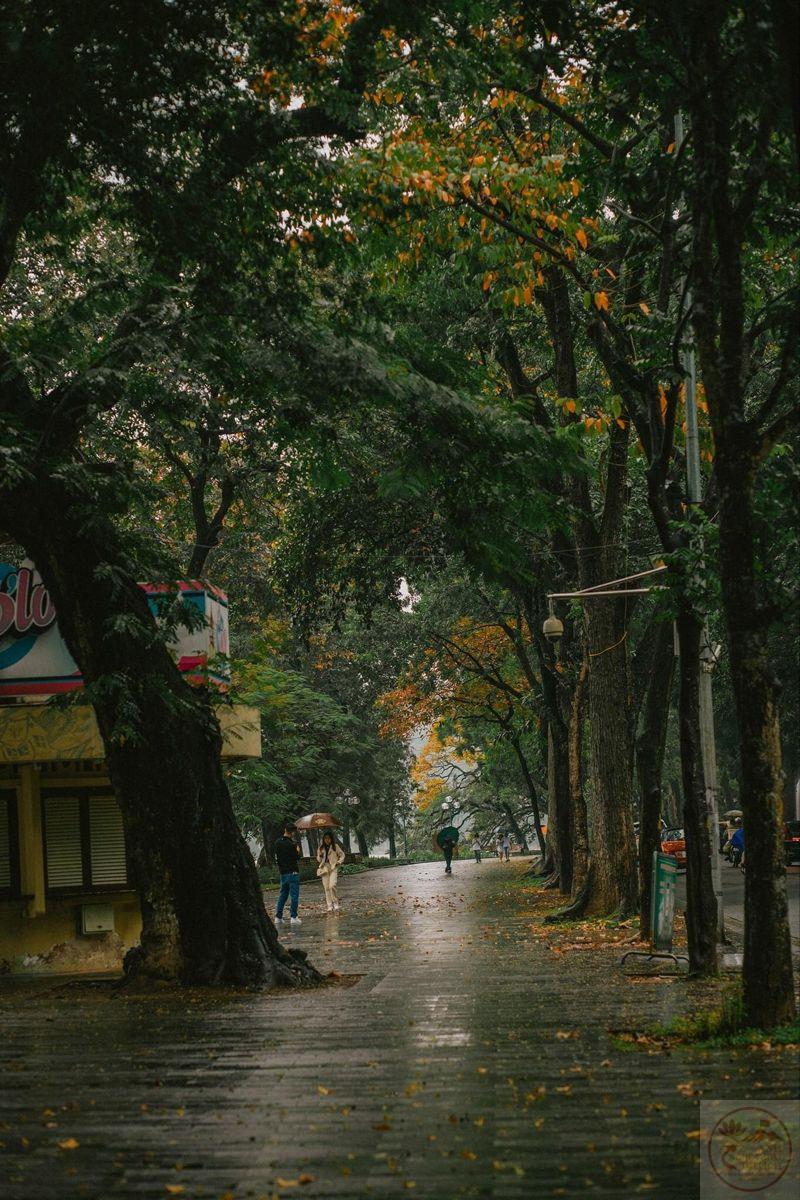 Những con đường Huế trong mưa gợi cảm giác yên bình và sâu lắng