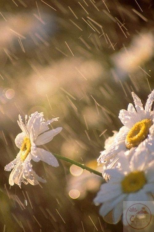 Tiếng mưa rào mùa hè tạo nên bản nhạc vui tươi và đầy sức sống