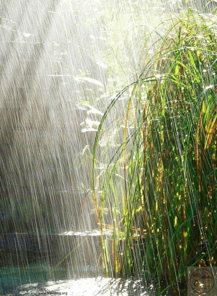 Cơn mưa mùa hè khơi gợi cảm giác thư thái và nhiều an yên