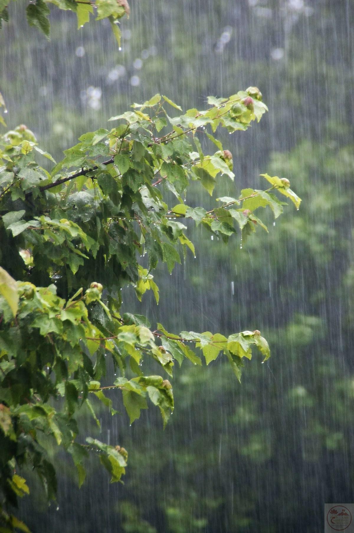 Không gian mùa hè trong mưa đem lại sự mộc mạc và bình dị