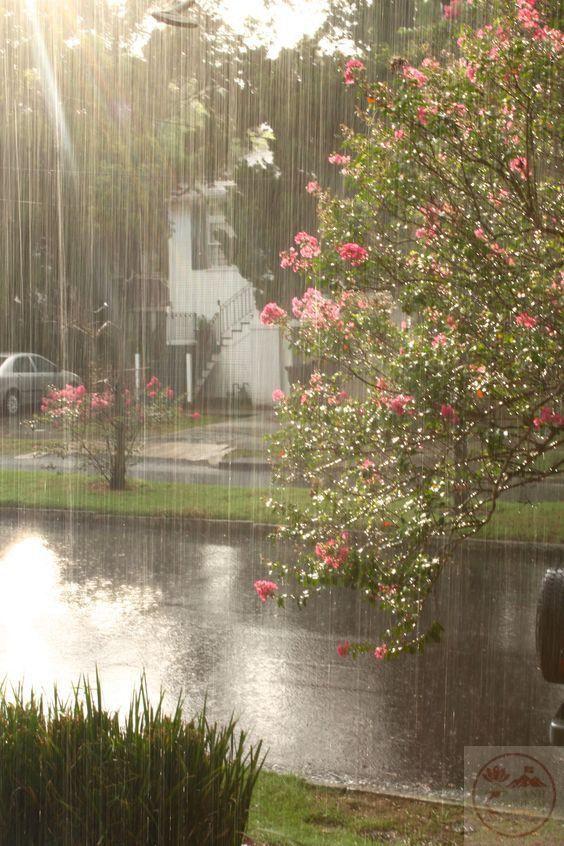 Mưa mùa hè mang đến sự mát lành và cảm giác thư giãn dễ chịu