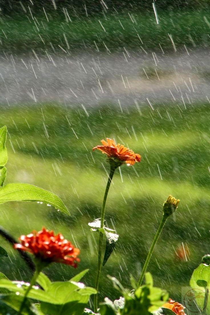 Những khoảnh khắc mưa mùa hè để lại ấn tượng đầy sức trẻ và lạc quan