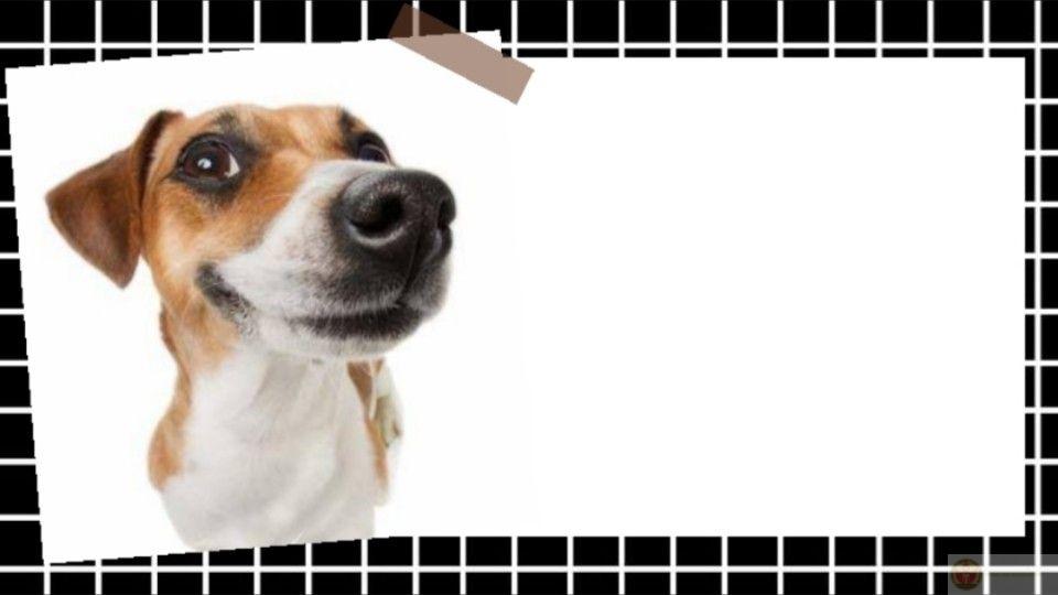 Meme thuyết trình buồn cười thường gắn liền với cảnh quên slide hoặc đọc nhầm chữ