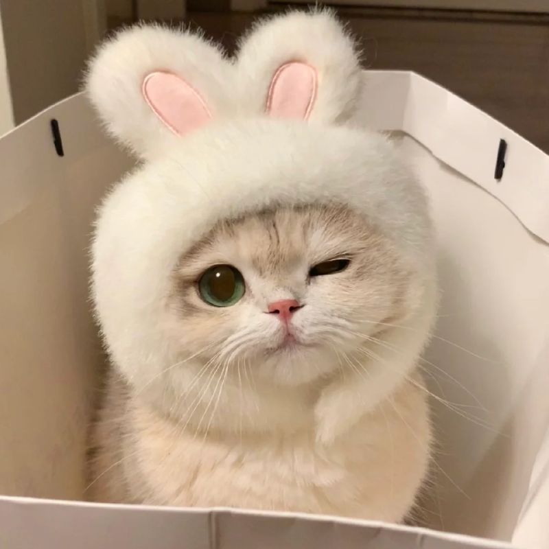 Tổng Hợp Avatar Mèo Cute Khiến Ai Nhìn Cũng Mê Tít