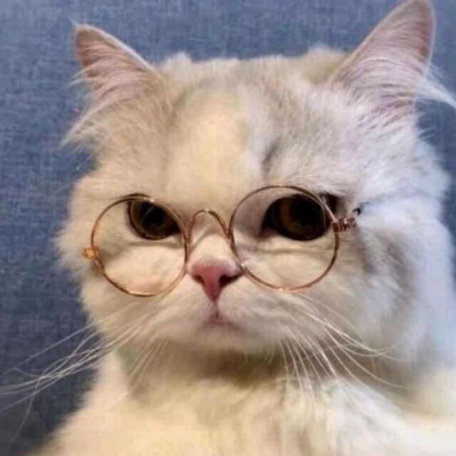 Avatar mèo tự nhiên dễ thương ngộ nghĩnh