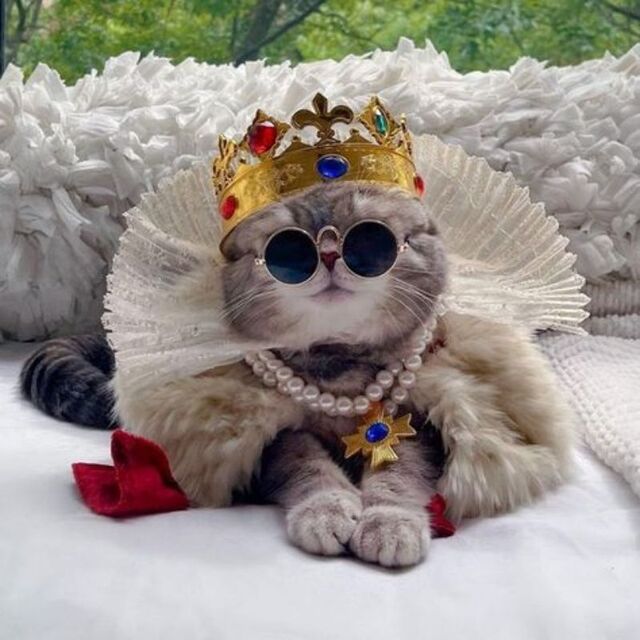 Avatar mèo tự nhiên dễ thương ngộ nghĩnh