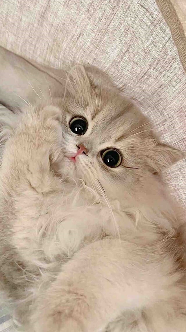 Hình nền mèo cute cho điện thoại