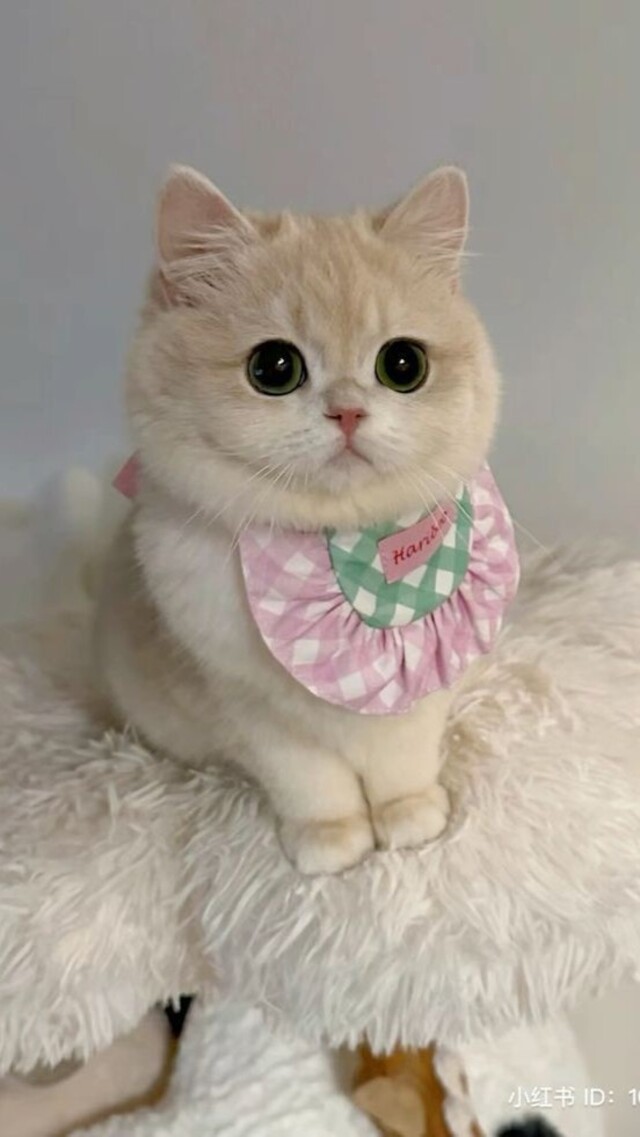 Hình nền mèo cute cho điện thoại