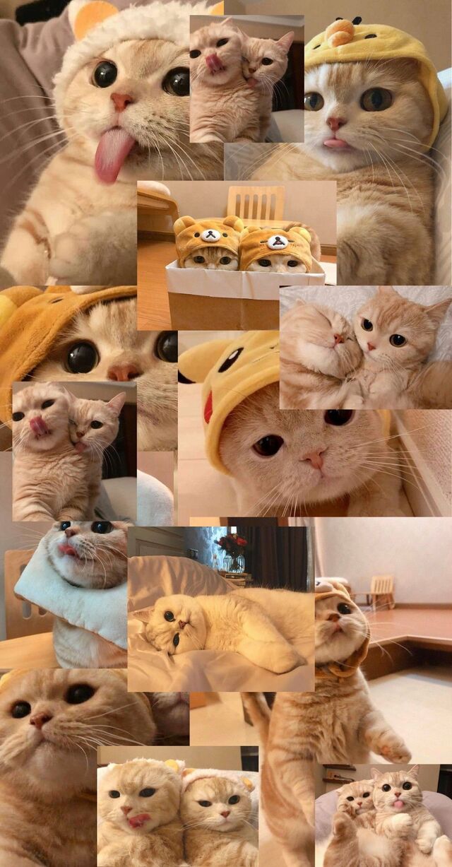 Hình nền mèo cute cho điện thoại